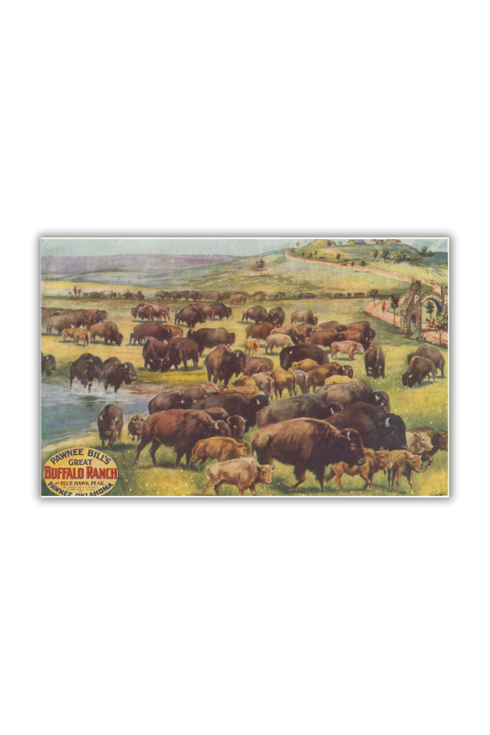 Vintage-style postcard of Pawnee Bill’s Buffalo Ranch with buffalo herd and cowboy artwork.