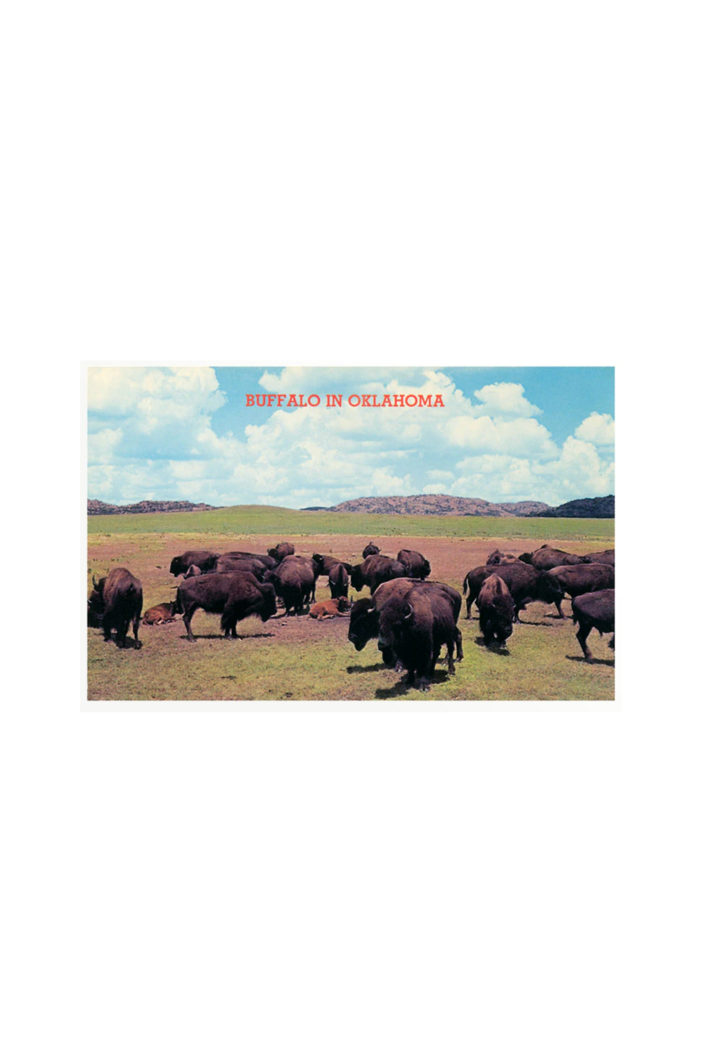 Vintage art print of buffalo in an Oklahoma field with text “Buffalo in Oklahoma” across the top.