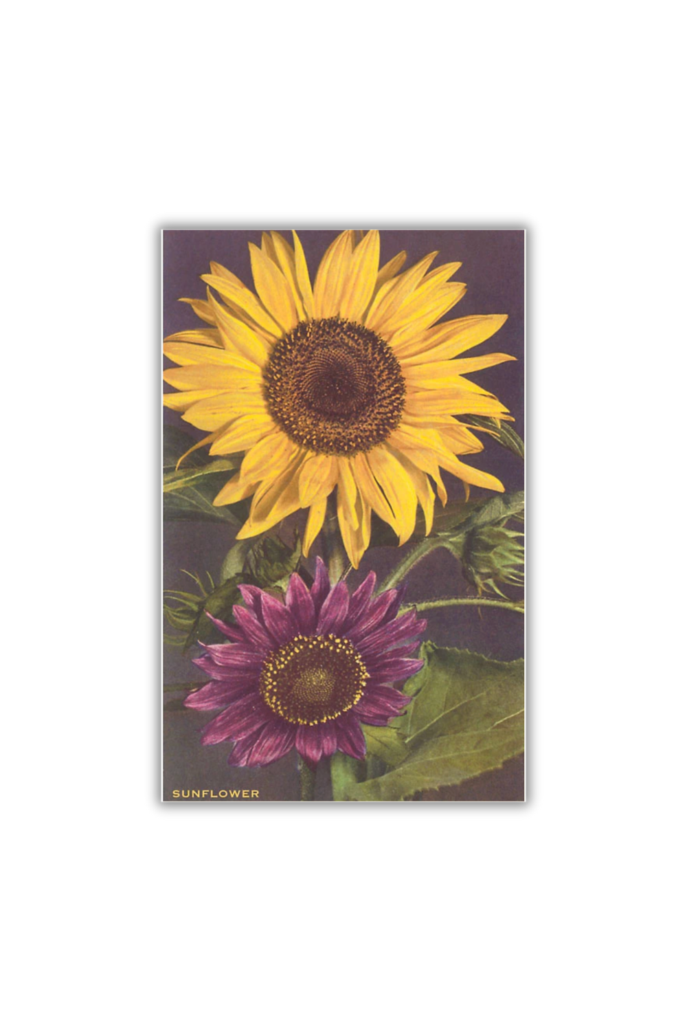 Vintage postcard featuring yellow and purple sunflowers in classic botanical illustration style.