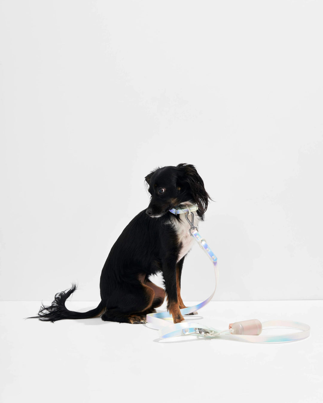 Holographic Dog Leash
