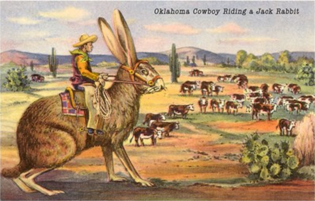 Cowboy Riding Giant Jackrabbit Postcard